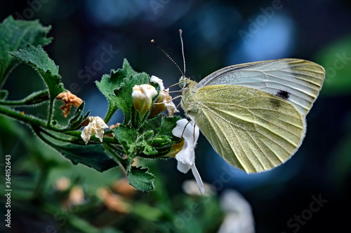 Großer Kohlweißling ( Pieris brassicae ). photo