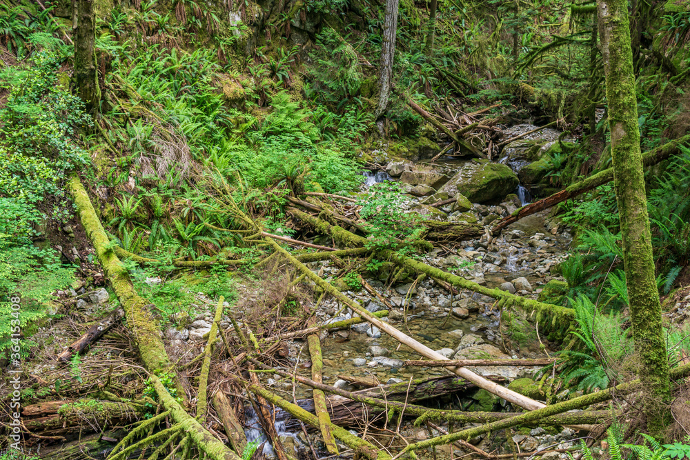 Fallen trees in the green forest park british columbia canada. Fallen trees in the green forest park british columbia canada.