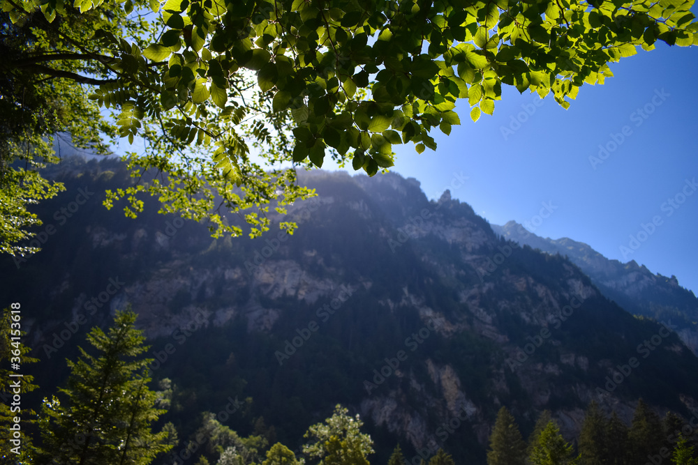 Green leaves of trees against the background of mountains. The sunlight streaming through the branches. Swiss Alps, summer, blue sky.