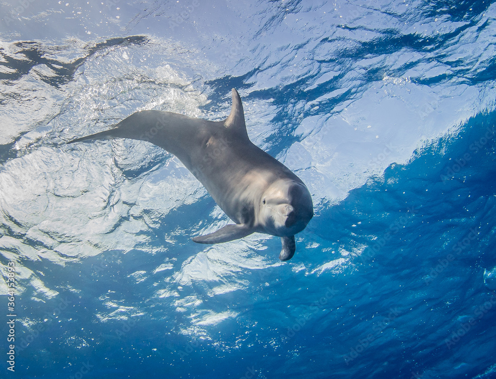 Obraz premium Dolphins underwater