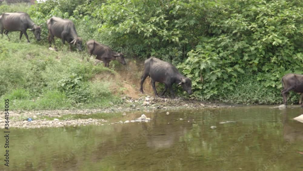 Buffaloes taking bath in a small canal in India. Buffaloes taking bath in a small canal in India.