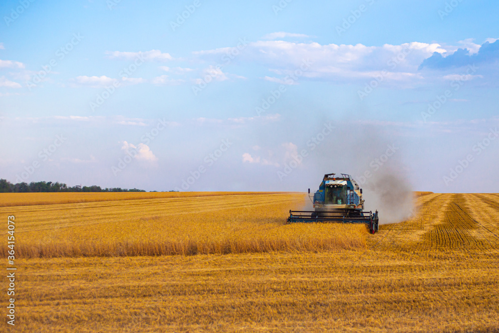 combines on the field harvest wheat, agriculture, Russian fields combines on the field harvest wheat, agriculture, Russian fields