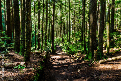 Fototapeta Naklejka Na Ścianę i Meble -  Footpath hiking trail in summer forest park british columbia canada.