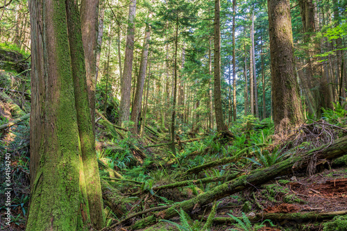 Fallen trees in the green forest park british columbia canada.