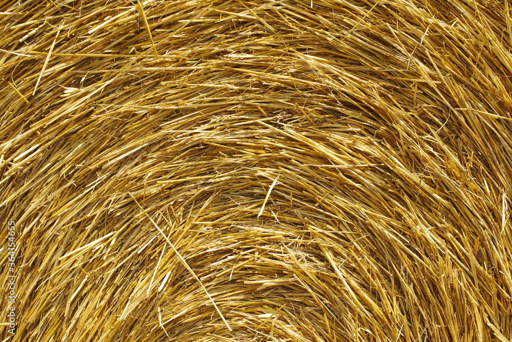 golden wheat field golden wheat field