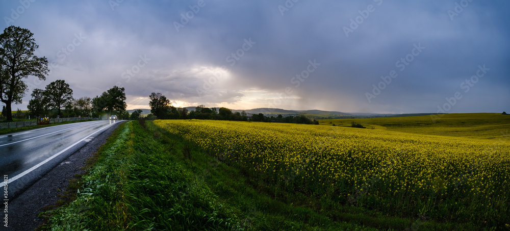 Obraz premium Spring yellow flowering rapeseed fields, regional road, evening cloudy pre-thunderstorm sky, green countryside hills, and light rain weather. Car and signs unrecognizable.
