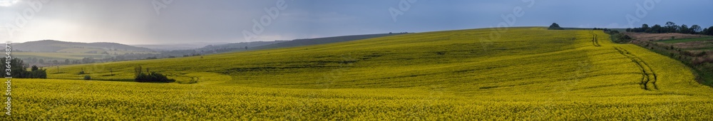 Spring yellow flowering rapeseed fields, ground road, cloudy sky, green hills, and light rain weather. Natural seasonal, eco, farming, rural countryside beauty concept panorama background.