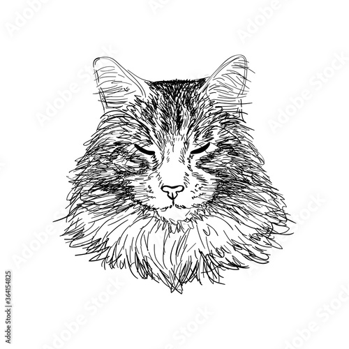 Hand drawn portrait of maine coon cat in sketch style. Vector illustration isolated on white