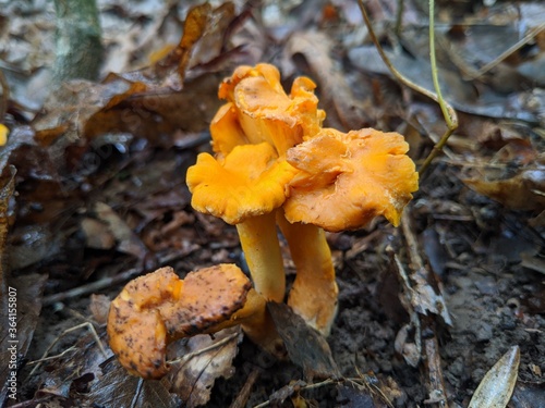 Chanterelles Orange Mushroom