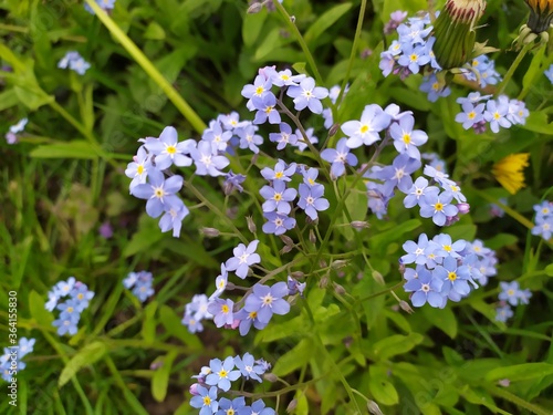 Blue forget-me-nots on a background of greenery