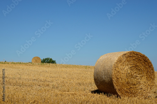 Champ de blé après la moisson en France