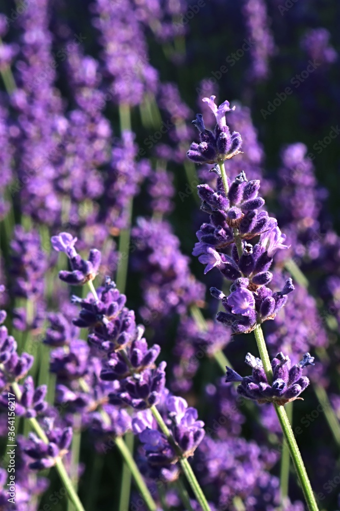 Obraz premium Beautiful vertical violet flower clusters of true lavender flower, latin name Lavandula angustifolia, in afternoon summer sunshine. 