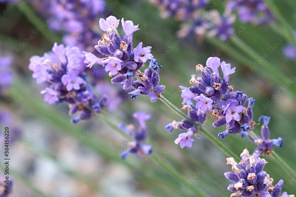 Detail of violet flower clusters of true lavender flower, latin name Lavandula angustifolia, in afternoon summer sunshine. Detail of violet flower clusters of true lavender flower, latin name Lavandula angustifolia, in afternoon summer sunshine.