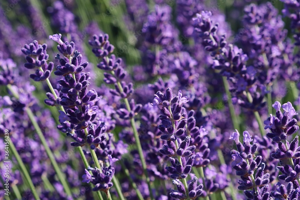 Obraz premium Beautiful vertical violet flower clusters of true lavender flower, latin name Lavandula angustifolia, in afternoon summer sunshine.