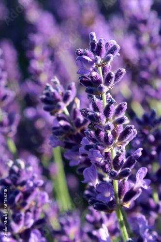 Beautiful vertical violet flower clusters of true lavender flower  latin name Lavandula angustifolia  in afternoon summer sunshine. 