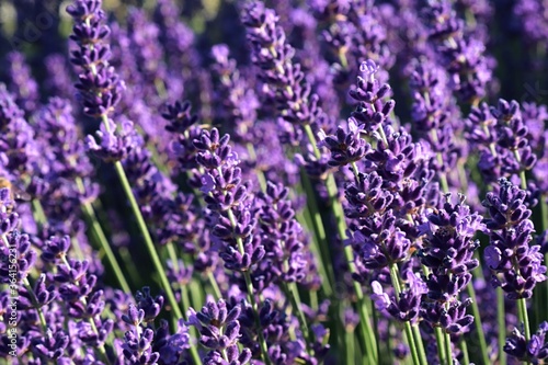 Beautiful vertical violet flower clusters of true lavender flower  latin name Lavandula angustifolia  in afternoon summer sunshine. 