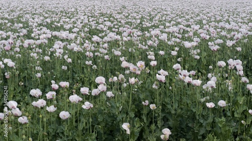 White Opium Poppy flowers, latin name Papaver Somniferum, on poppy field during spring season. 