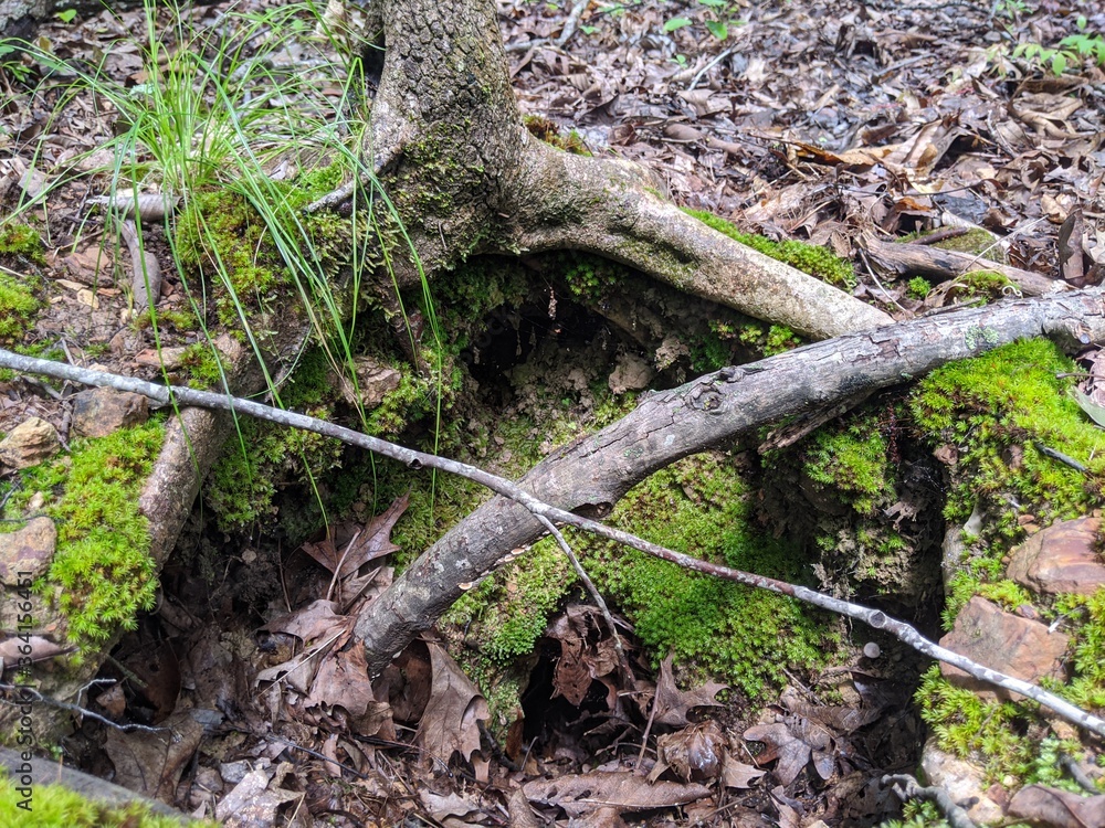 moss in the forest moss in the forest