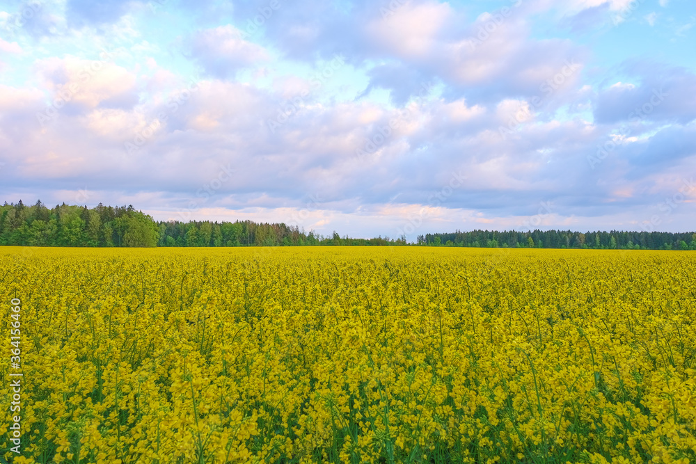 Yellow rapeseed field against the blue sky with clouds