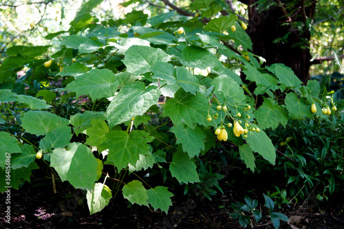 A large clump of yellow waxbells (Kirengeshoma palmata) in bloom in a shade garden setting photo