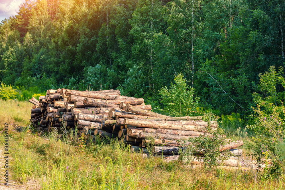 A pile of pine timber logs in the edge of the forest