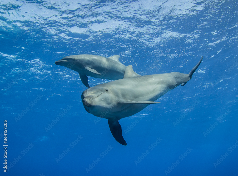 Obraz premium dolphins underwater 