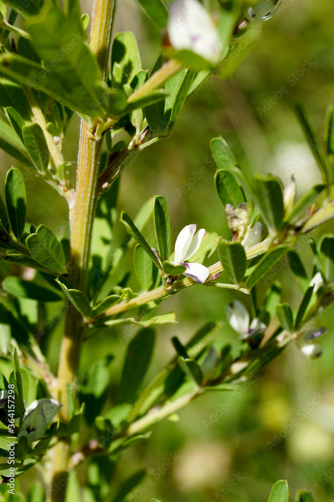 Fototapeta premium A stem of sericea lespedeza (Lespedeza cuneata), with leaves and flowers