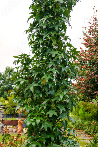 'Slender Silhouette' American sweetgum (Liquidambar styraciflua 'Slender Silhouette') in a garden, showing the narrowly upright (fastigiate) growth habit