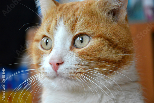 Beautiful red cat. Muzzle close-up. The cat looks away.