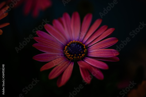 pink daisy on black background