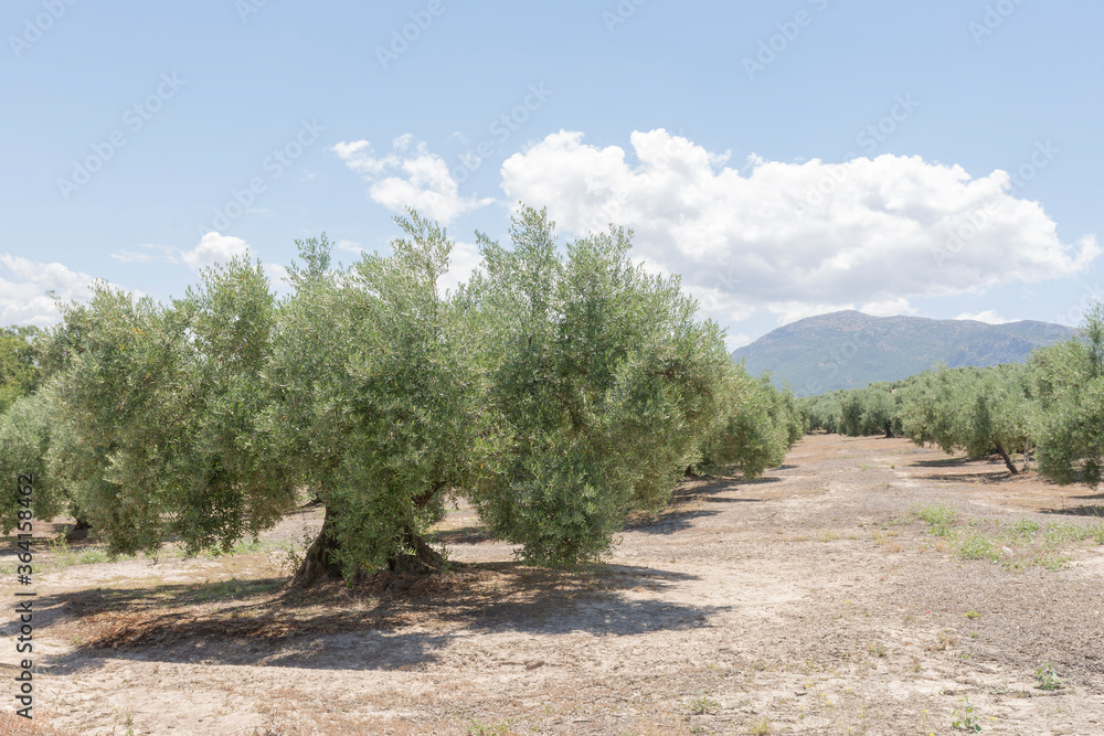 Olivos plantados en hileras
