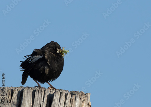 A lark bunting with a mouthful of grasshoppers photo