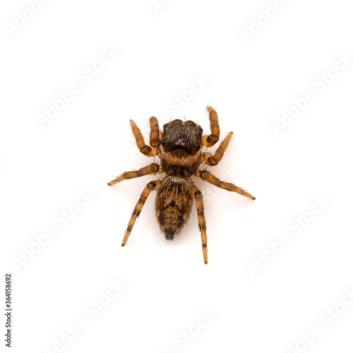 Jumping spider isolated on white background, Evarcha jucunda