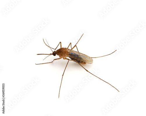 Common house mosquito, Culex pipiens isolated on white background © Danut Vieru