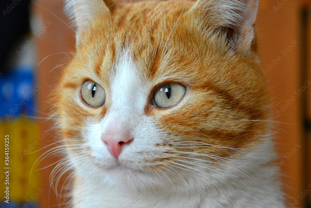 Red cat close-up, beautiful cat eyes.