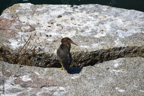 Green Heron