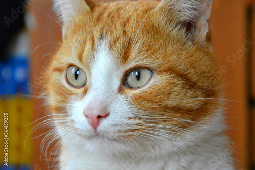 Red cat close-up, beautiful cat eyes.