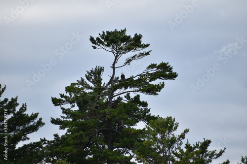 Bald Eagle Tree Top