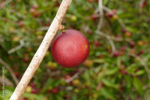 Ripe Camu Camu fruit on branch, also called CamoCamo or Cacari (Myrciaria dubia). The very rare plants are growing bushy riverside in the Amazon region near Manaus, Brazil. photo