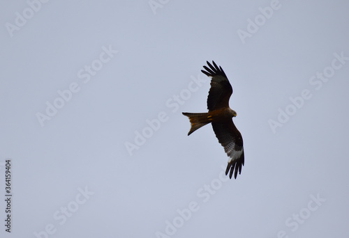Red kite is medium-large bird of prey in family Accipitridae which also includes other diurnal raptors like eagles buzzards harriers The species currently breeds in Western Europe and northwest Africa