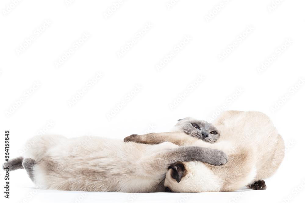 Two Cats of Thai breed play depict fight and fight. Two Cats of Thai breed play depict fight and fight.