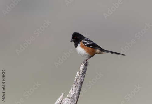 A spotted towhee perches on a stump in Wyoming