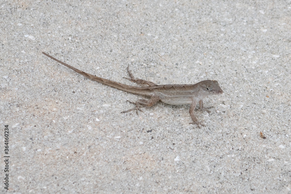 small lizard on the ground