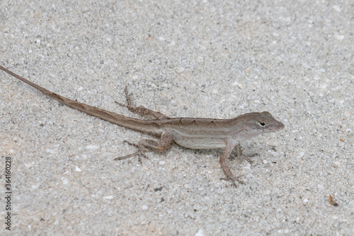 small lizard on the ground