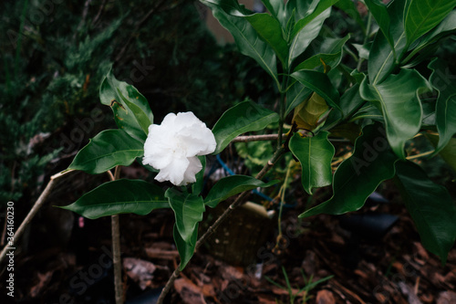 Tabernaemontana divaricata Crape Jasmine, Pinwheel Flower