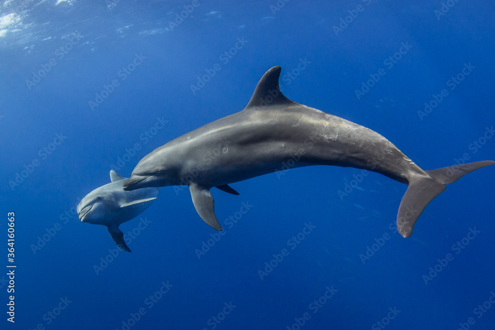 Fototapeta premium dolphins underwater