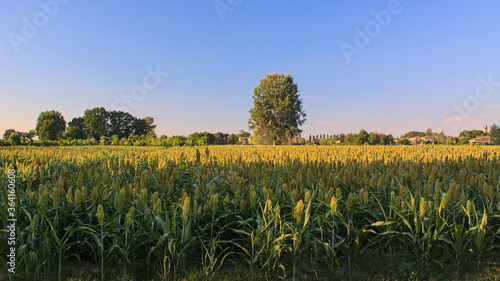 Sorghum field in the Po Valley - Bologna countryside