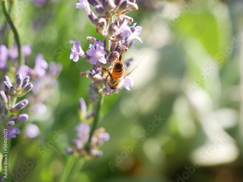 Honey bee on lavender plant