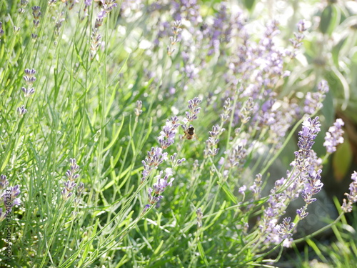 Honey bee on lavender plant