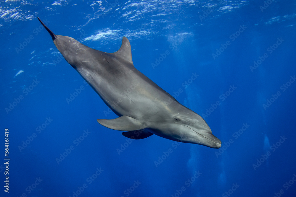 Fototapeta premium dolphins underwater